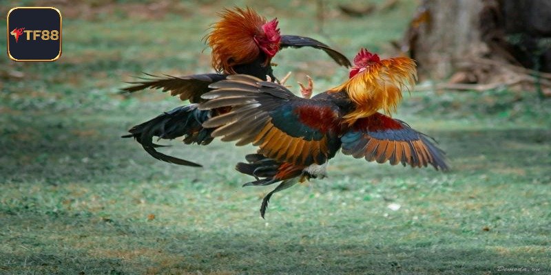 AOG Đá Gà - Địa Điểm Đấu Gà Siêu Kịch Tính