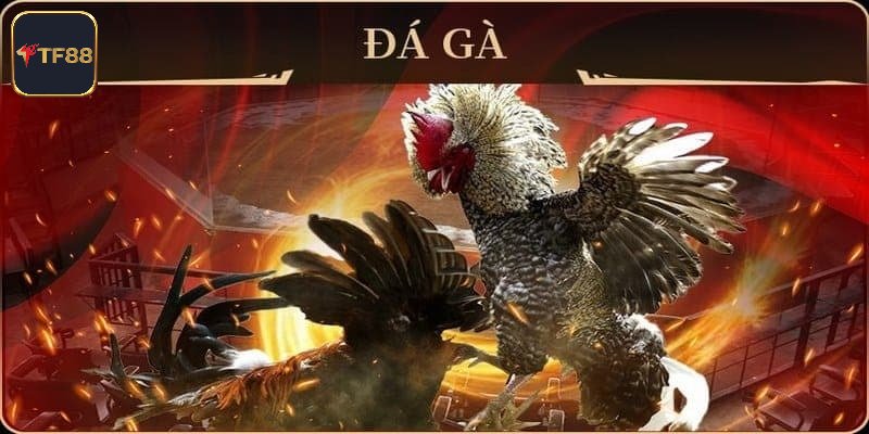 Các loại hình đá gà phổ biến