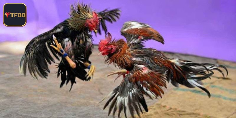 Chọn tỷ lệ odds hợp lý