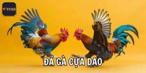 Đá Gà Cựa Dao - Khám Phá Bộ Môn Đầy Kịch Tính