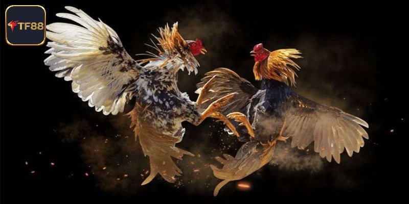 Khái quát về đá gà cựa dao