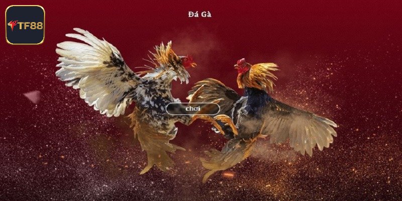 Mẹo Chơi Đá Gà Trực Tuyến Từ Các Kê Thủ Hàng Đầu