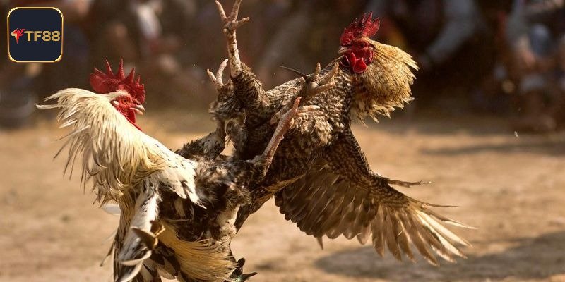 Mẹo chơi đá gà trực tuyến bất bại