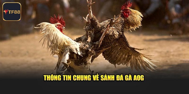 Tổng quát về sảnh AOG đá gà